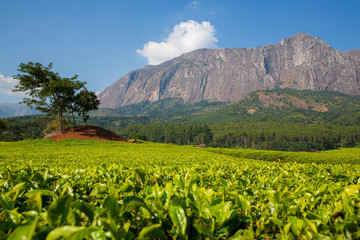 Tea plantation in Mulanje Massif - Malawi