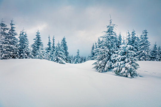 Splendid winter morning in mountain foresty with snow covered fir trees. Dramatic outdoor scene, Happy New Year celebration concept. Artistic style post processed photo. Orton Effect.