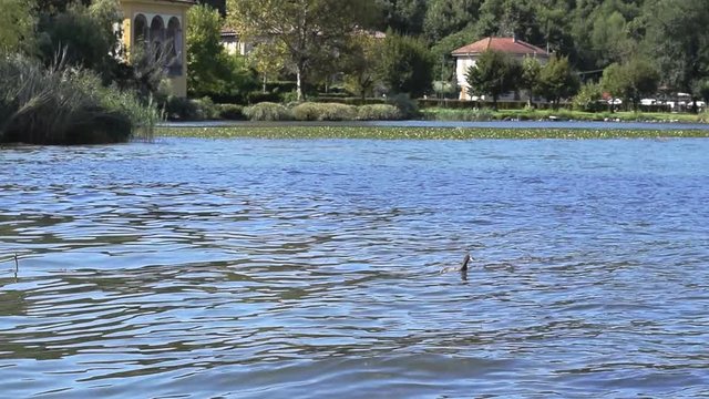 Uccello pescatore sul lago