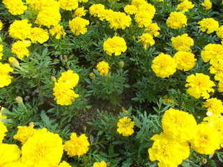  Yellow flowers in a city park