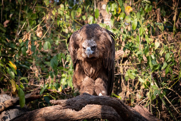 Fototapeta na wymiar Cinereous Vulture