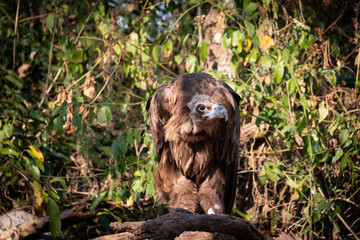 Cinereous Vulture