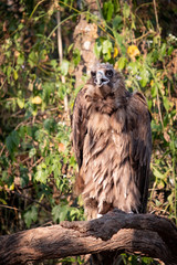 Cinereous Vulture