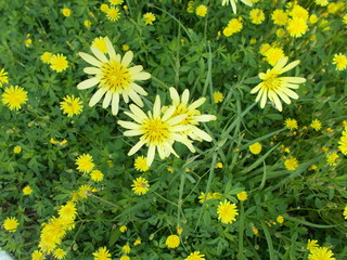  Yellow flowers in a city park