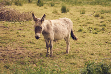 Âne aux longues oreilles .