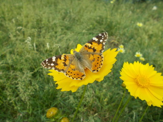 Obraz premium Yellow flowers in a city park