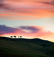 Silhouettes of cypress trees in Tuscany. Dramatic spring sunrise in Italian countryside. Impressive morning scene in Italy, Europe. Beauty of nature concept background.