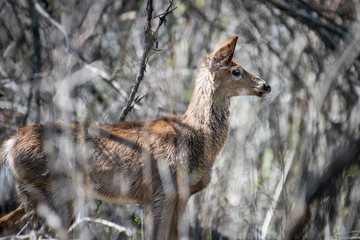 White-tailed Deer standing in the woods in Quebec, Canada