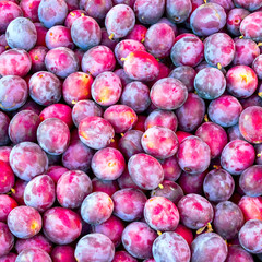 Closeup of fresh plums top view. Background from fresh plums.