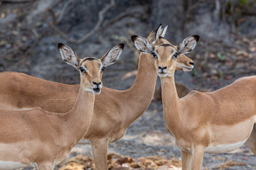 Impala in Bwabwata National park - Kwando Core Area - Namíbie