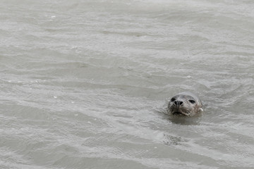 Fototapeta premium Seal only swims in the water, Seals are resting on a sandbar after a fish meal, wadden sea, Ameland