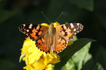 European Small Tortoiseshell butterfly (Aglais urticae)  on yellow flower.