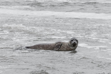 Fototapeta premium Seal only swims in the water, Seals are resting on a sandbar after a fish meal, wadden sea, Ameland