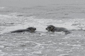 Obraz premium 2 seals playing in the water, Seals are resting on a sandbar after a fish meal, wadden sea, Ameland
