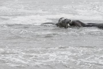 Obraz premium 2 seals playing in the water, Seals are resting on a sandbar after a fish meal, wadden sea, Ameland