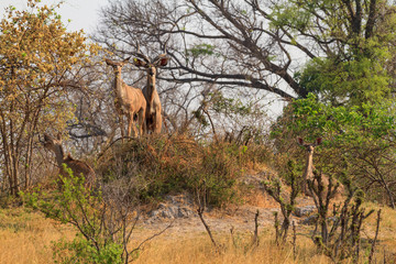 Kudu antelope in Khaudum National Park - Namíbie