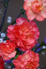 カーネーション