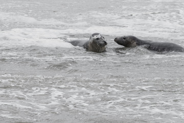 Fototapeta premium 2 seals playing in the water, Seals are resting on a sandbar after a fish meal, wadden sea, Ameland