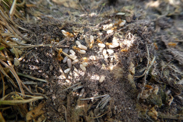 Gelbe Wegameise mit Eiern