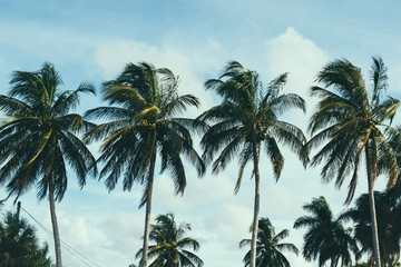 Palms | Cape Coral, FL