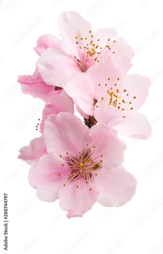 Sticker Cherry blossom, sakura flowers isolated