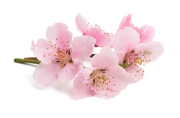 Fotobehang Cherry blossom, sakura flowers isolated © ksena32