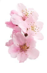 Fotobehang Cherry blossom, sakura flowers isolated © ksena32