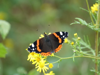butterfly on flower