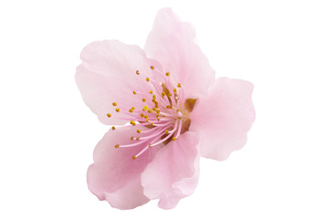 Cherry blossom, sakura flowers isolated - obrazy, fototapety, plakaty