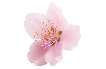  Cherry blossom, sakura flowers isolated © ksena32