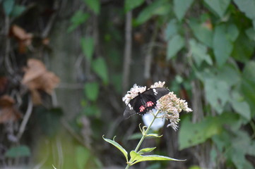 Oasi di Sant'Alessio (PV)