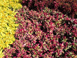 mixed colored flowers-Various flowers on black background. Overhead view with copy space
