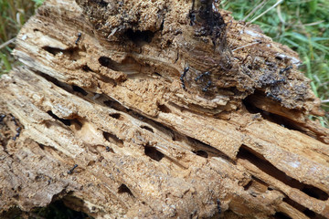 Haarige Holzameise am Totholz