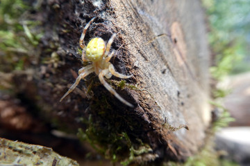 Araniella cucurbitina