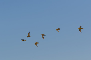 Group with Golden Plovers birds flying in formation by a blue sky