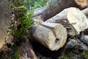 Araniella cucurbitina