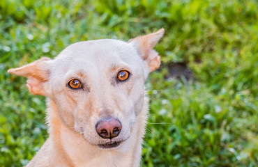 Obraz premium dog portuguese warren hound canis lupus familiaris