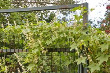 Fototapeta na wymiar climbing plants on a metal fence