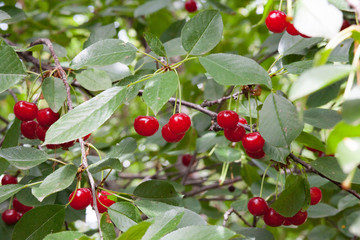 Berries of a cherry grow on a tree.