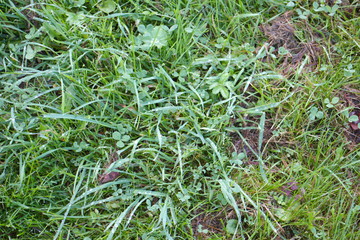 Green grass on a summer day