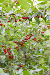 Berries of a cherry grow on a tree.