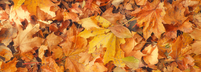 Autumn natural background. Red and yellow foliage of maple in the sunlight. Autumn image, texture, panoramic view.