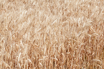 Wheat ears grow in the field on sky clouds backgraund.
