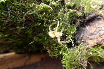 Araniella cucurbitina