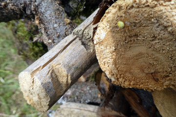 Fototapeta premium Araniella cucurbitina