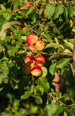 ripe apples on the branch
