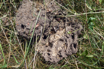 Aschgraue Sklavenameise mit Eiern