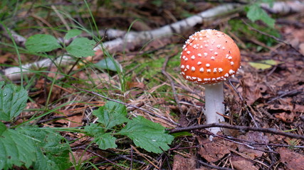 Nature of the Urals in Russia in early Autumn