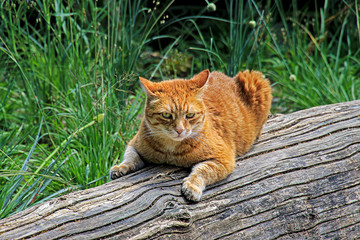 russet colred cat resting on a tree trunk