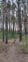 deer in forest